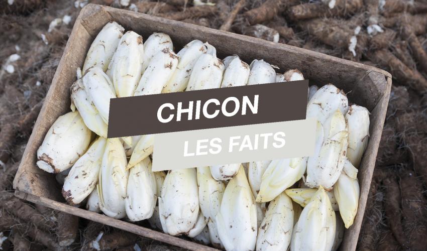 chicon