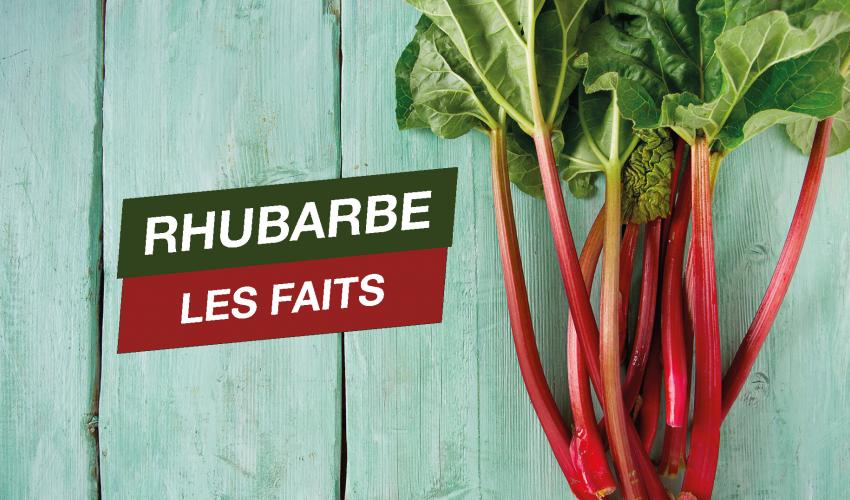 rabarbre
