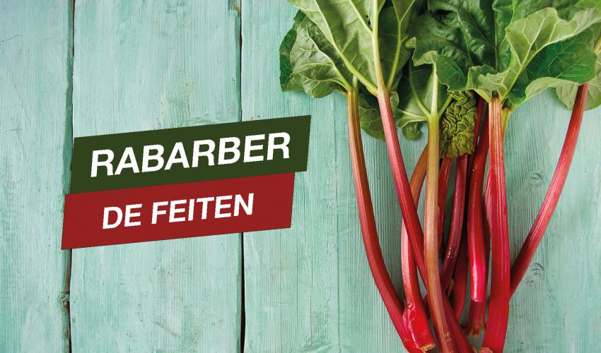 Rabarberstokken op houten achtergrond